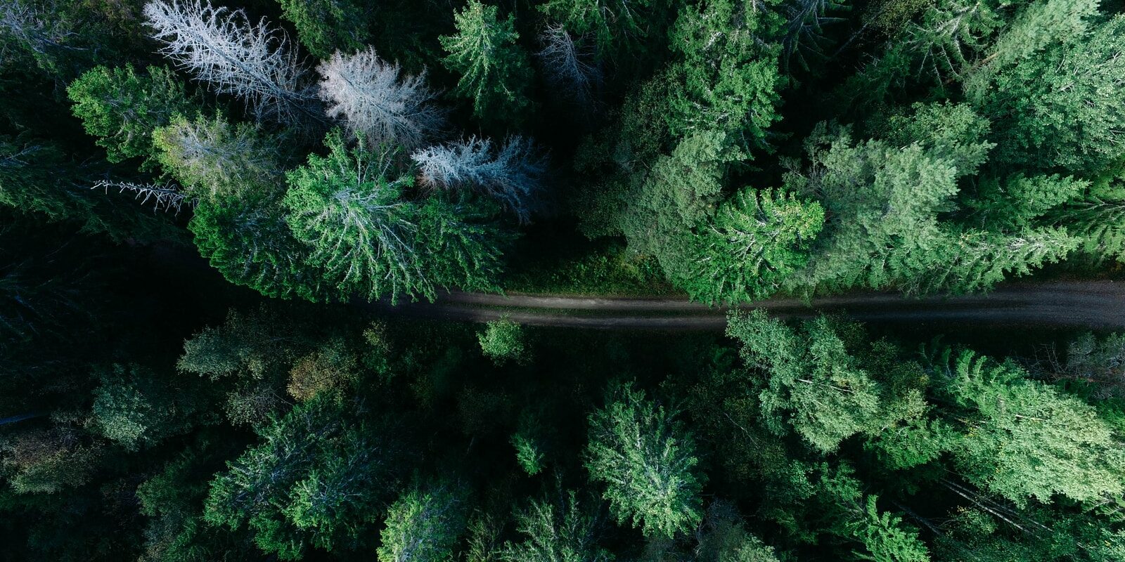 low angle photo of pine trees